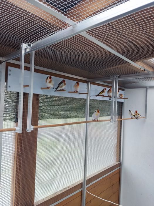 Szczygły Syberyjskie Major