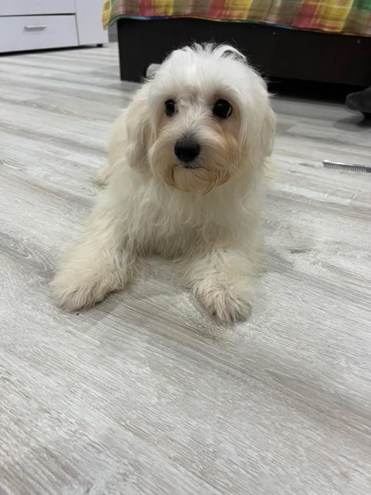 У продажі дівчинка  Мальтіпу F1