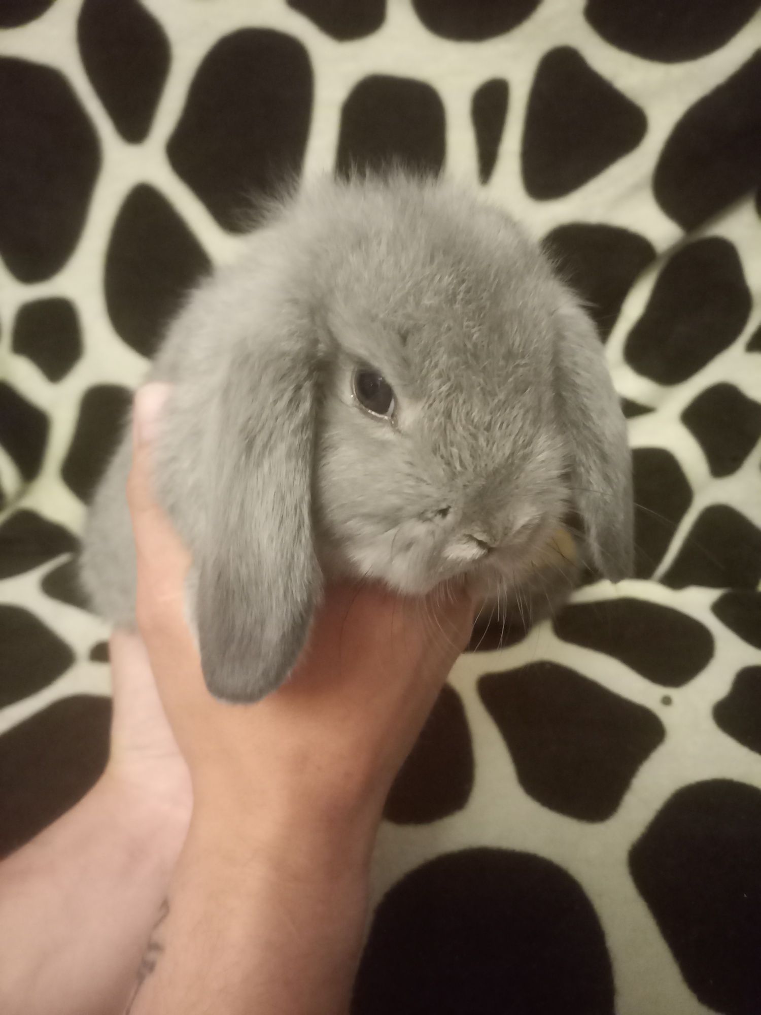 Mini Lop króliczki