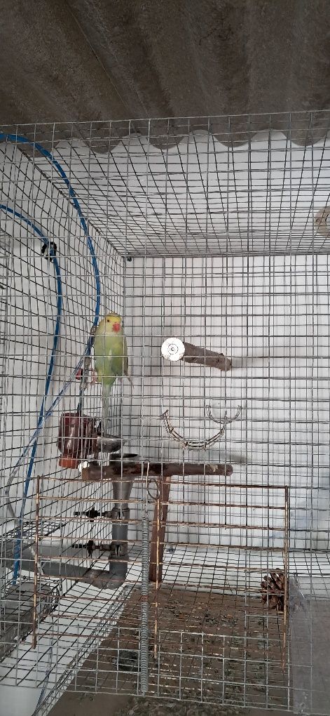 Casal de ring nek para vender por motivos de saúde