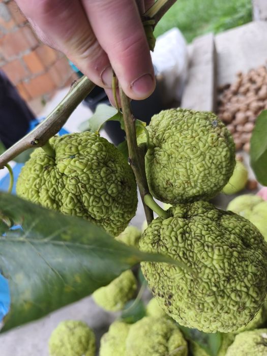 Адамове яблуко 60гр/кг. Маклюра