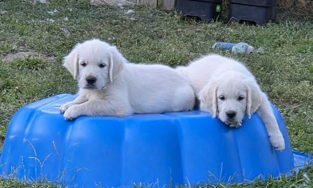golden retriever