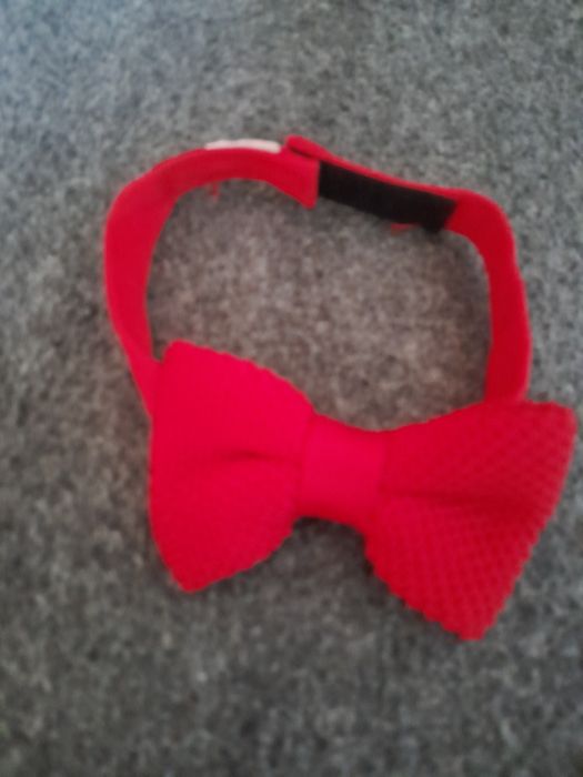 Метелик для джентльмена