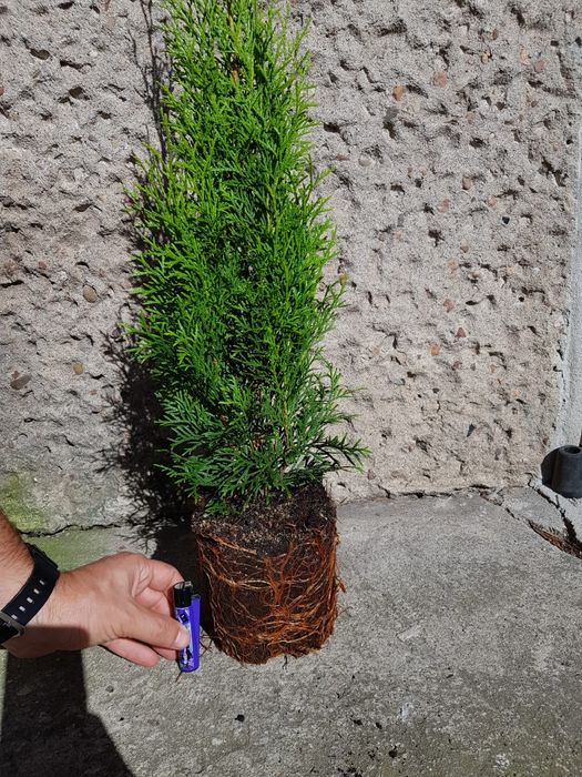 Thuja, tuja, tuje Szmaragd 65cm +-5cm