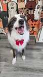 Border collie [M] reprodução responsável