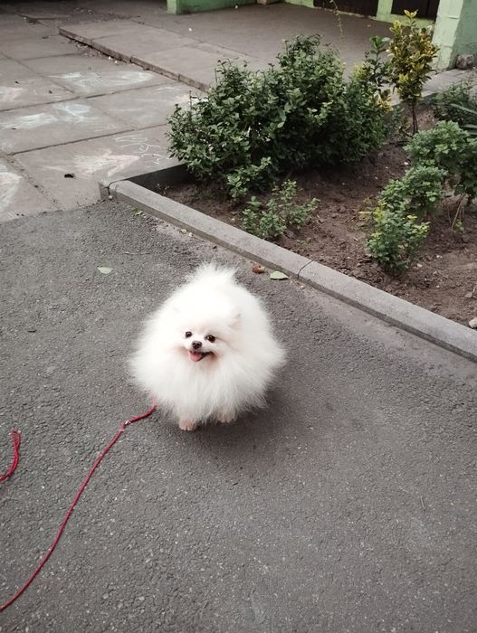 Померанец. Мальчик 10 мес.