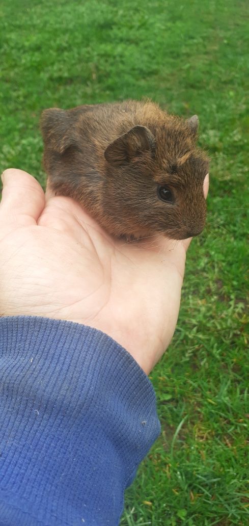 Świnka morska cawia domowa