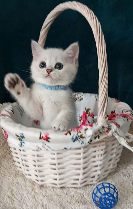 Котенок : Милый котошиншилленок.