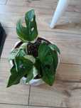 Epipremnum pinnatum marble variegata