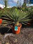 Yucca rostrata - Mrozoodporna Juka Egzotyczna Różne Rozmiary