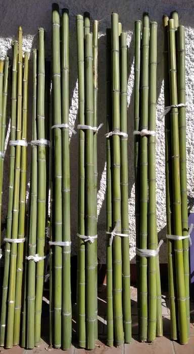 Canas de bambu verdes ou secas