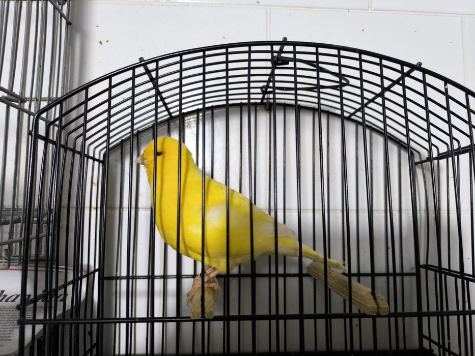 Canários Border disponíveis