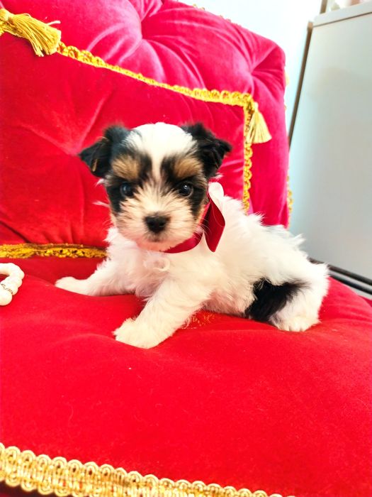 Śliczna suczka Dina z metryką ZkwP/FCI Biewer Yorkshire terrier.