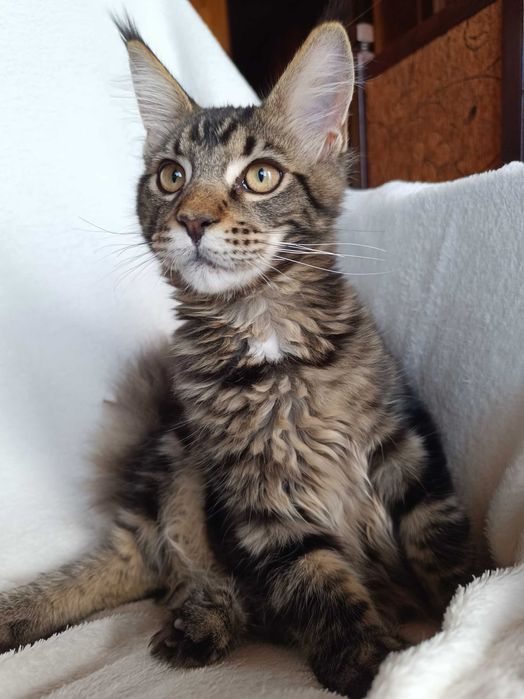 Benji Kocurek Maine Coon Czarny Klasycznie Pręgowany