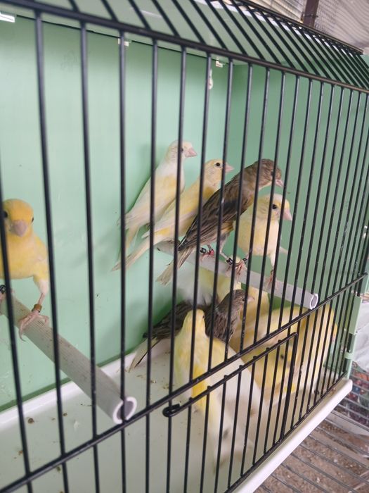 Kanarki miniatura hiszpańska