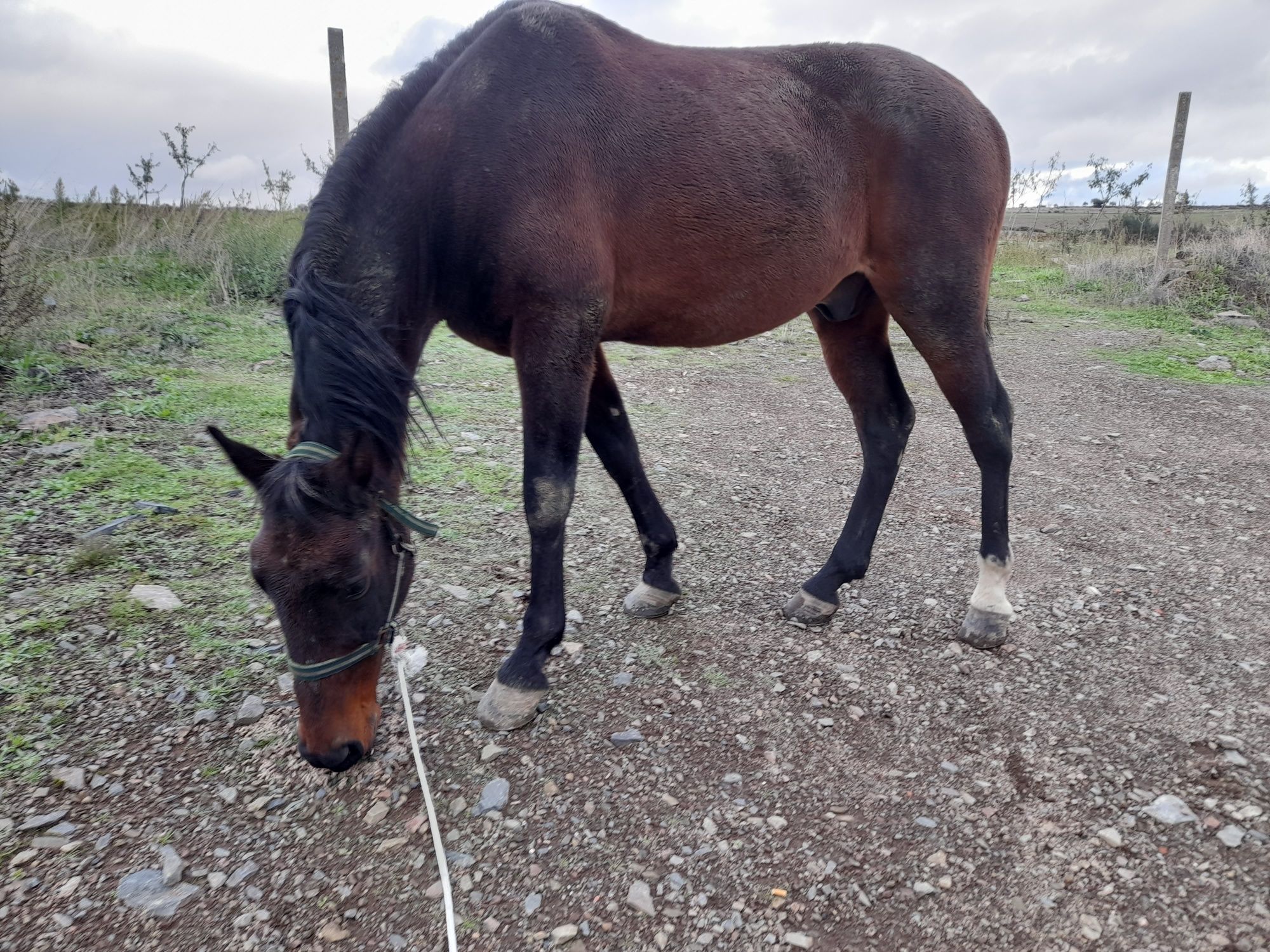 Cavalo castanho!!