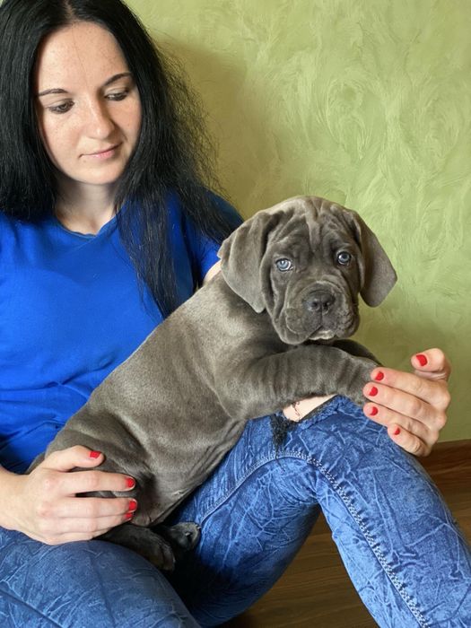 Щеночки Cane corso-офіційного питомника