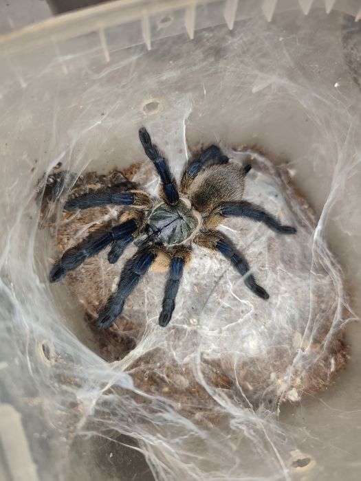 Monocentropus balfouri