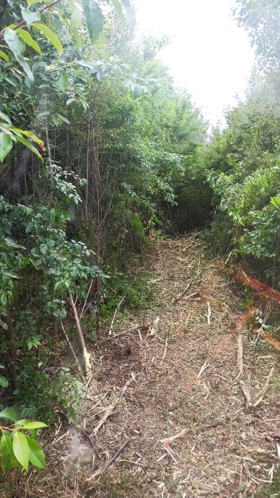 Usługi mulczerem powierzchniowym, czyszczenie działek pod inwestycje.