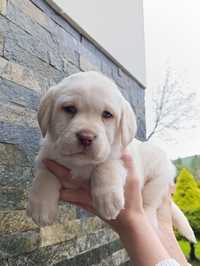 Labrador retriever Pies