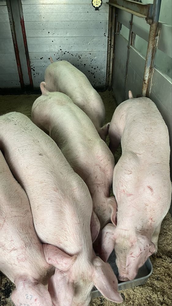 Porcos 30 kg machos e femeas