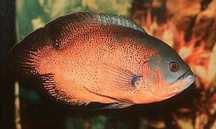 Peixe Oscar Bronze adulto - 25cm