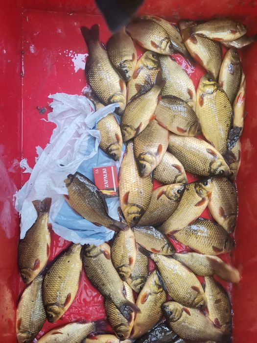 karp od 1 do 3,5kg 20zł  25zł kg oraz amur tołpyga sum węgorz