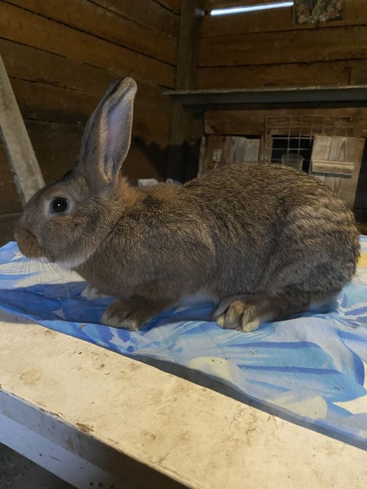 Помісні кролики