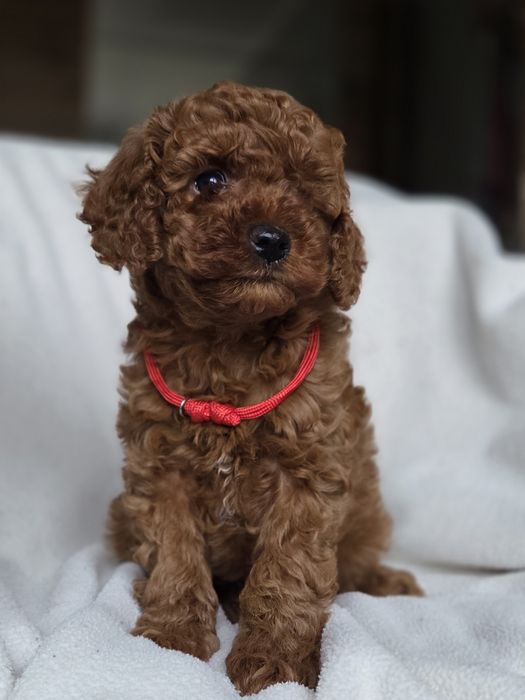 Той пудель супер дівчинка