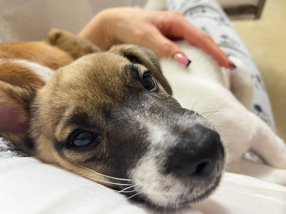 Цуценята Джек Рассел