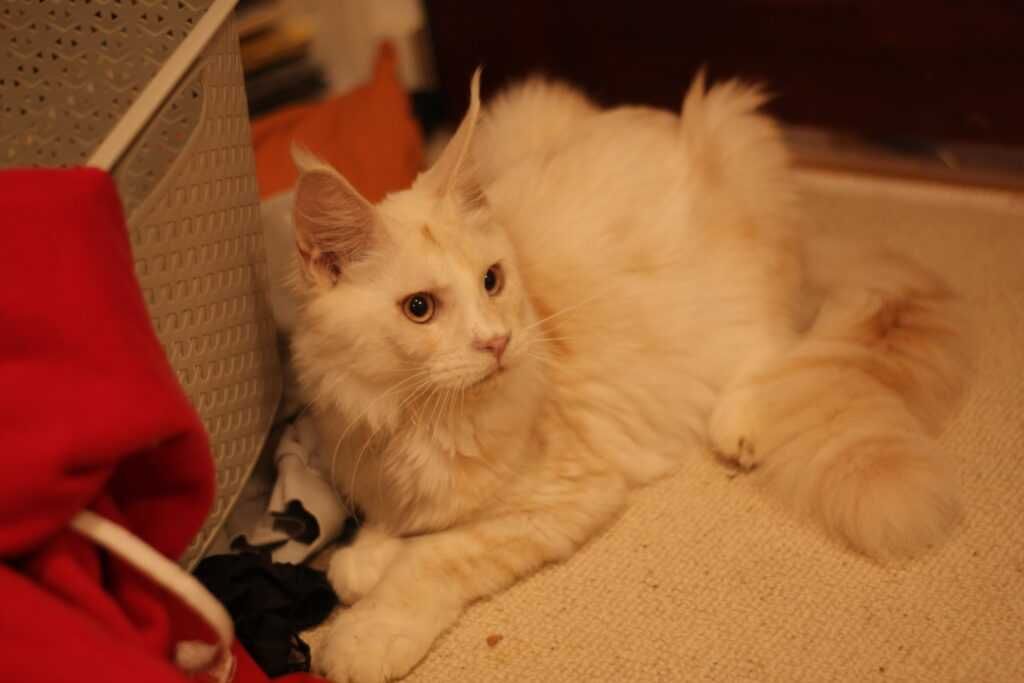 Cudny Kocurek Maine Coon Rudy srebrzysty Shaded Taylor