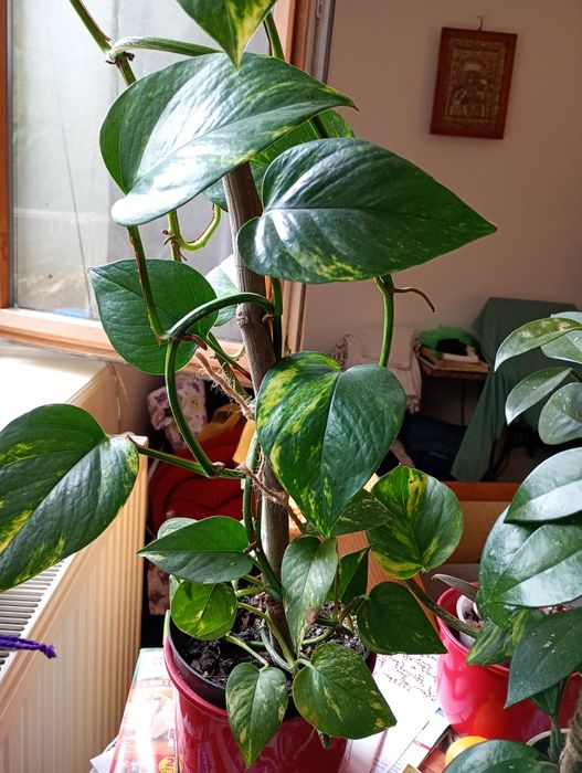 Kwiaty doniczkowe ozdobne