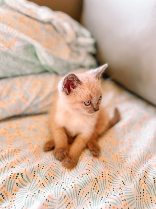 Gatinhos siamês bebes