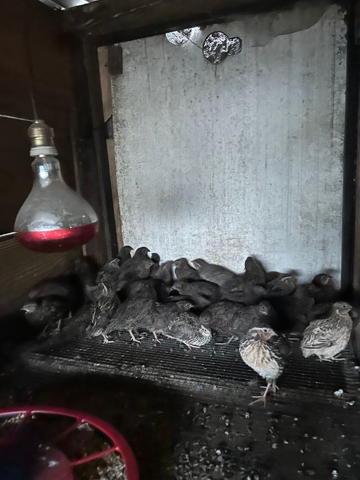 Codornizes adultas para venda