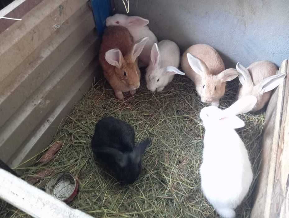 Króliki  młode zdrowe