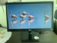 LG 19M37, 18,5 дюймів