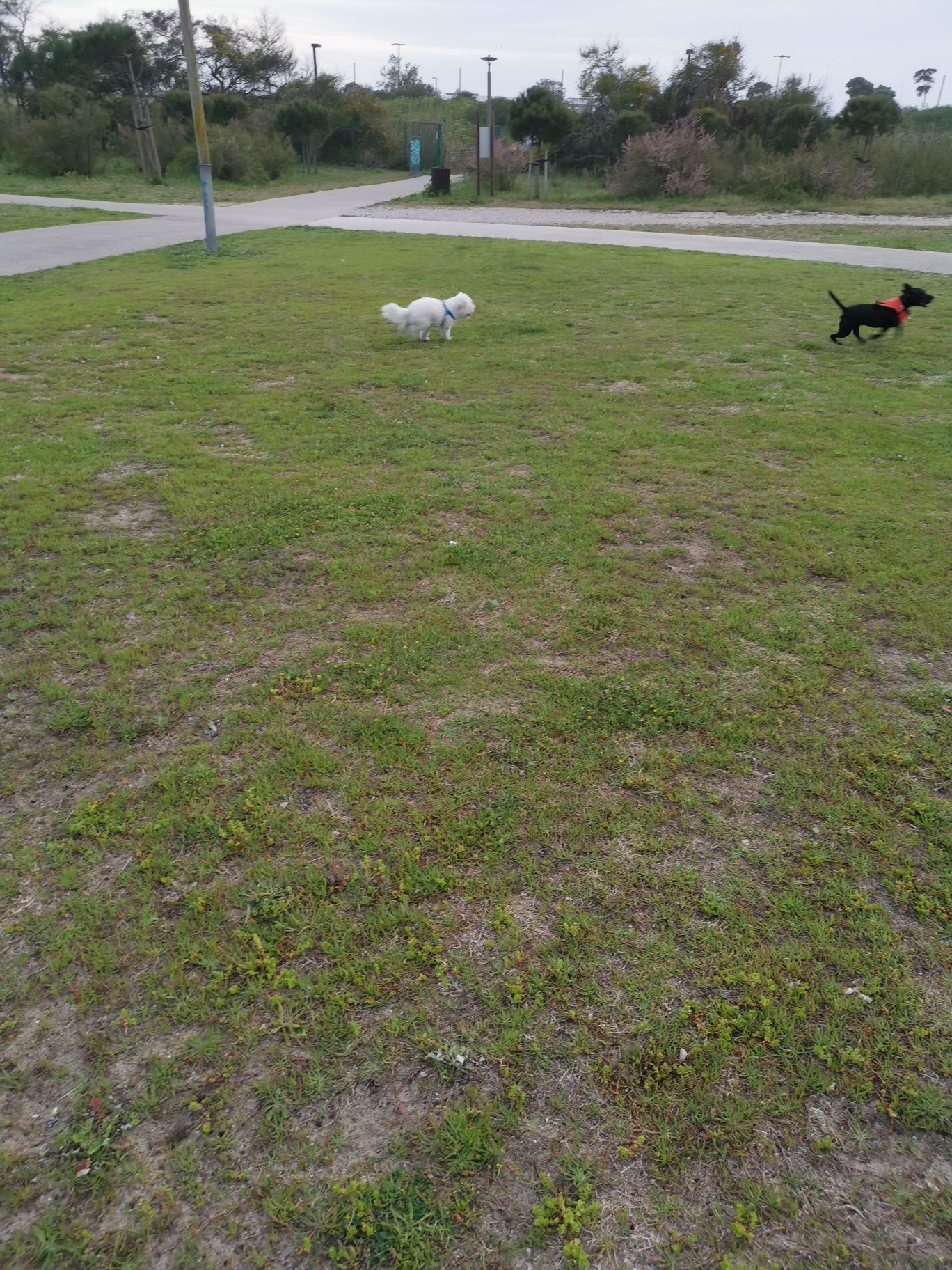 Pet sitting Costa da Caparica