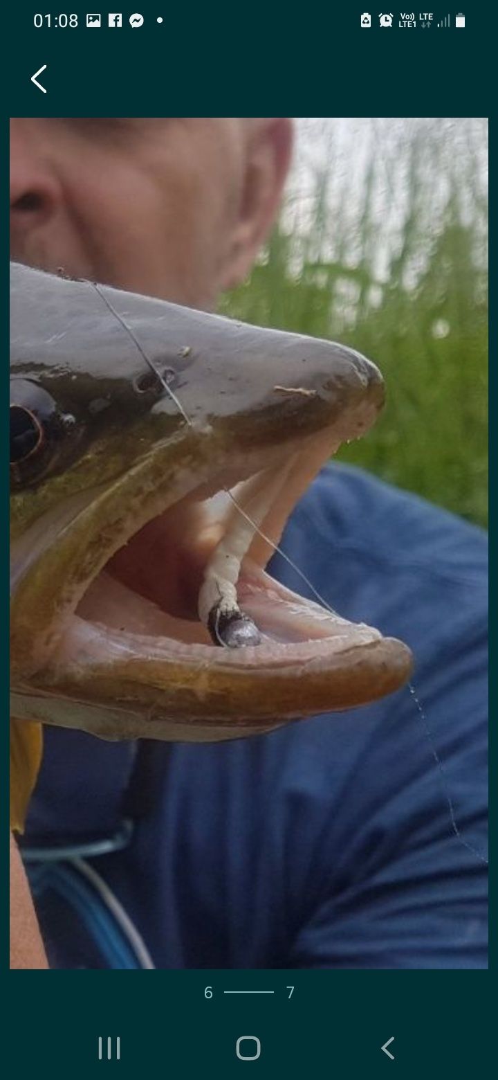 Pijawki / Pstrag / Okoń / Kleń