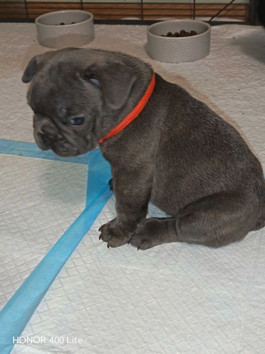 Buldog francuski/ Zarezerwowany