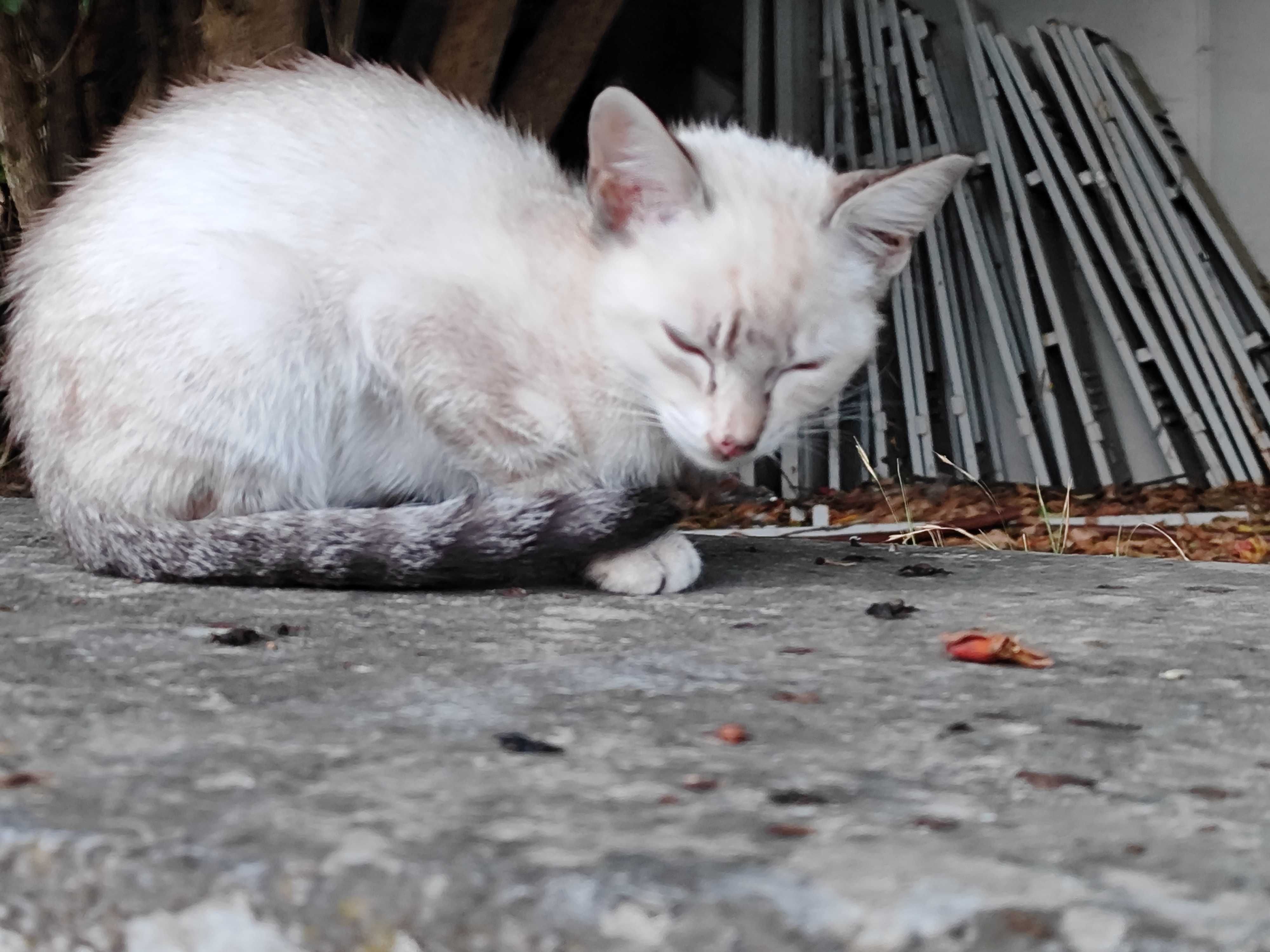 Gata para Adopção