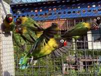 Agapornis Personatus