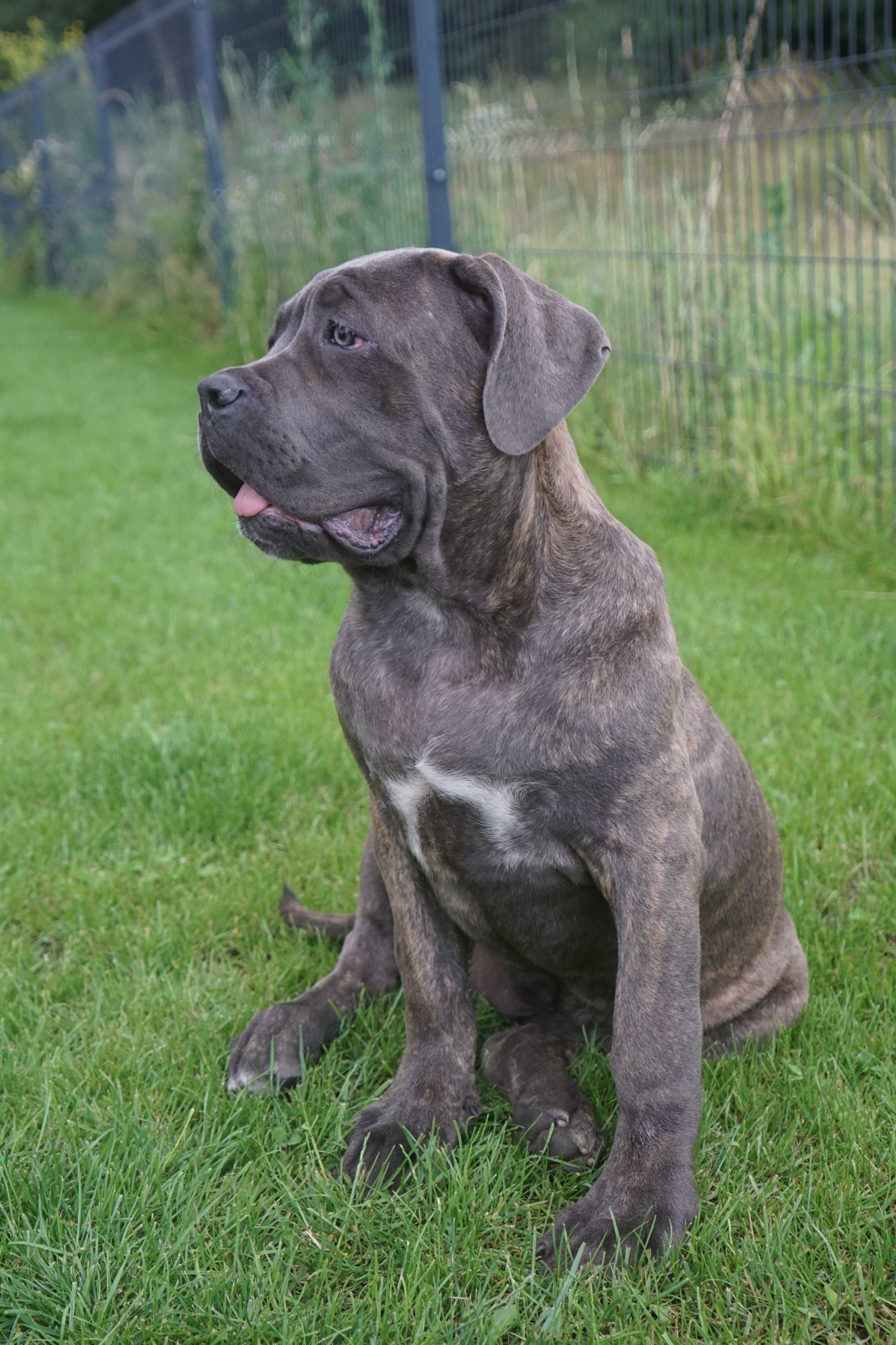 Sunia Cane Corso ZKwP / FCI