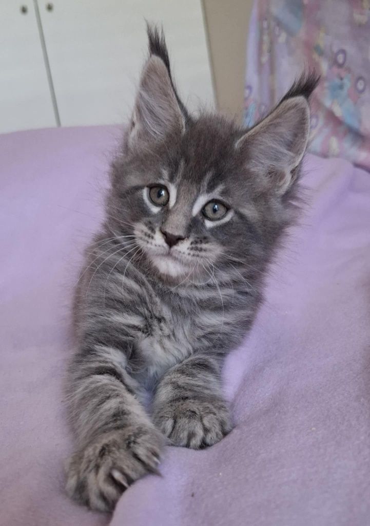 Niebieski kocurek Maine Coon