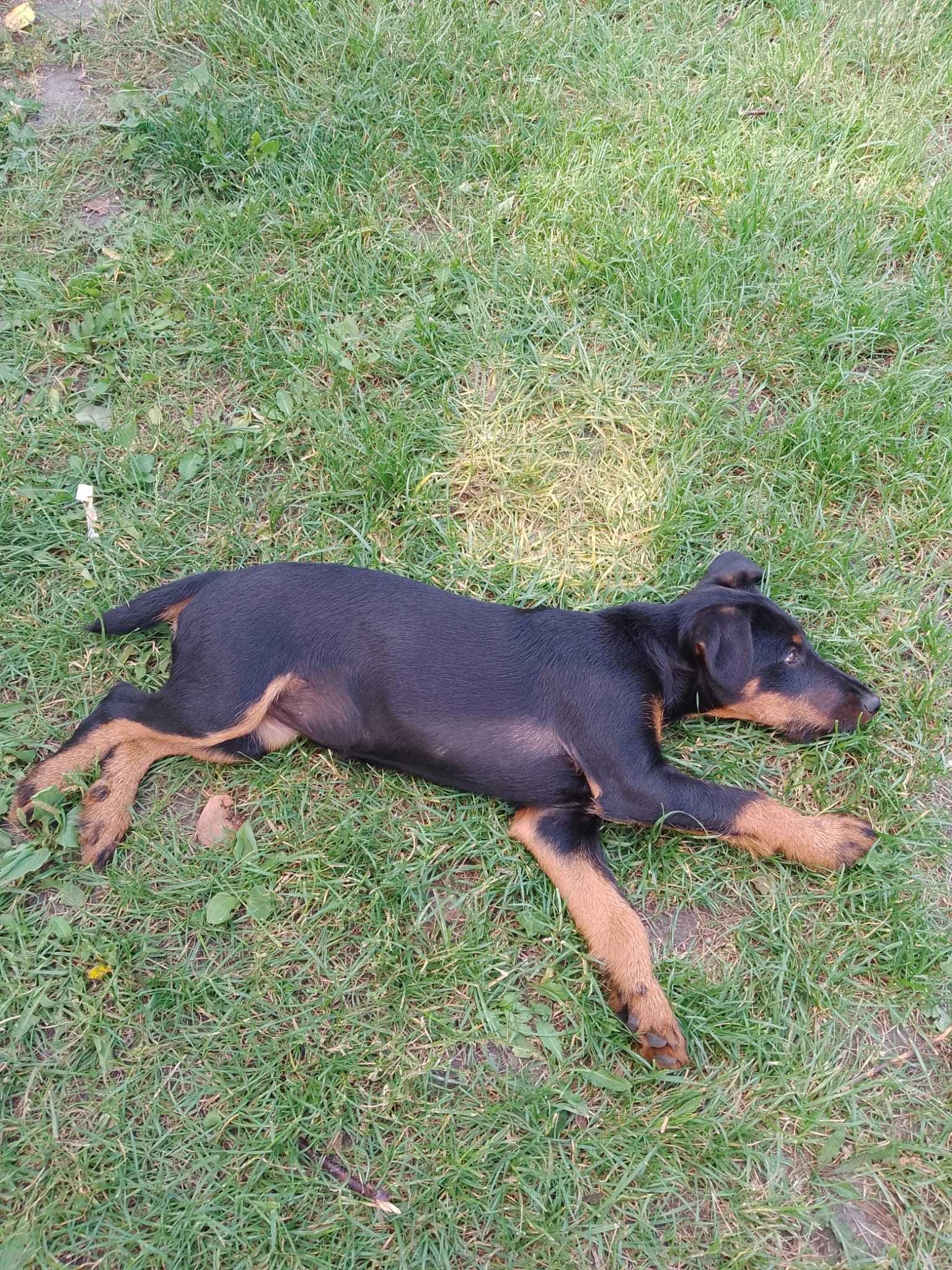 Terier niemiecki Jagdterrier
