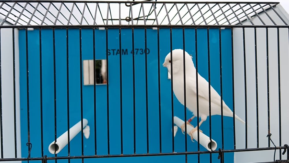 Canários brancos reprodutores