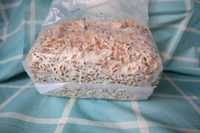 Мицелий Ежевика гребенчатого (свежий) - 1 кг. Для выращивания дома.