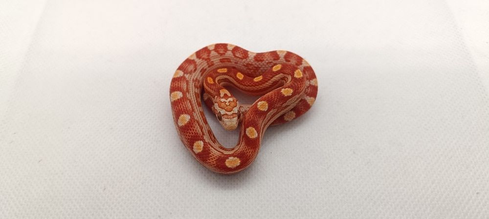 Wąż zbożowy (węże zbożowe)D4 Ultramel Motley