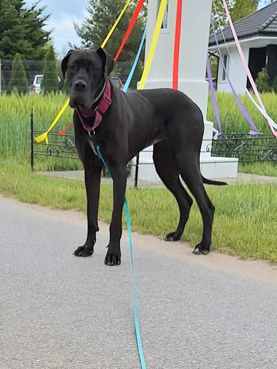 Dog niemiecki Werbena