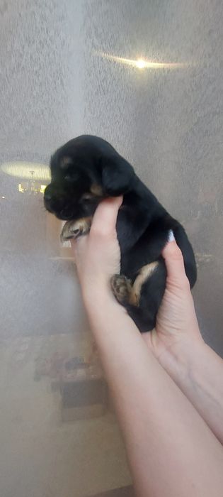 Цуценята кокер спаніеля безкоштовно