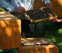 Sprzedam rodziny pszczele  pszczoły Krainka Nieska